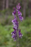 Aconitum septentrionale