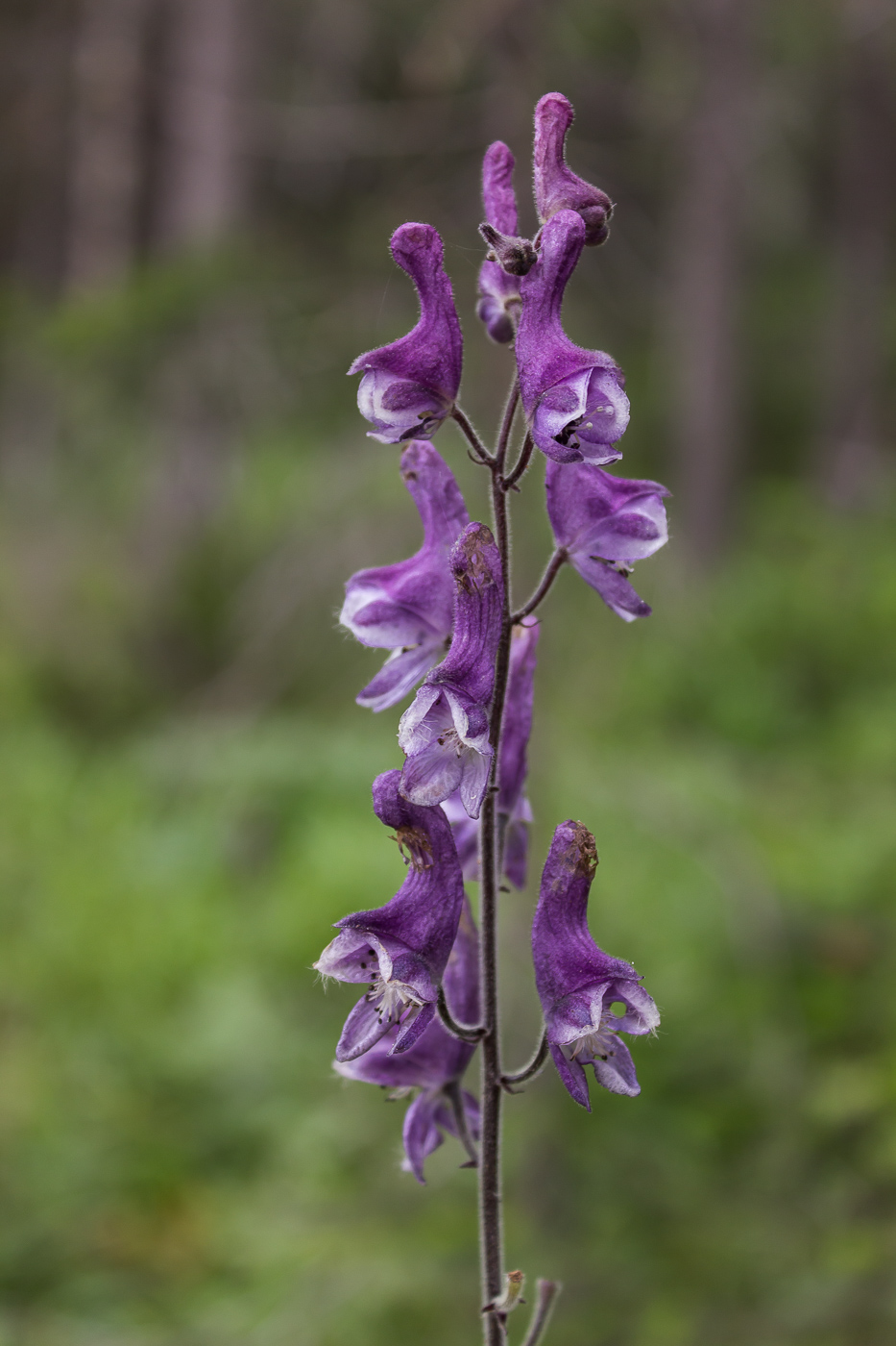 Изображение особи Aconitum septentrionale.