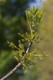 Fraxinus pennsylvanica