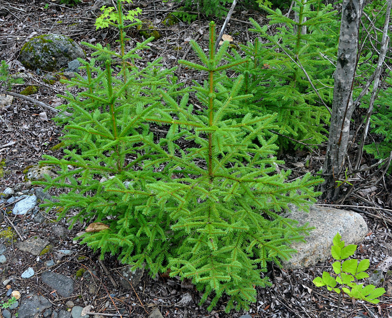 Изображение особи Picea obovata.