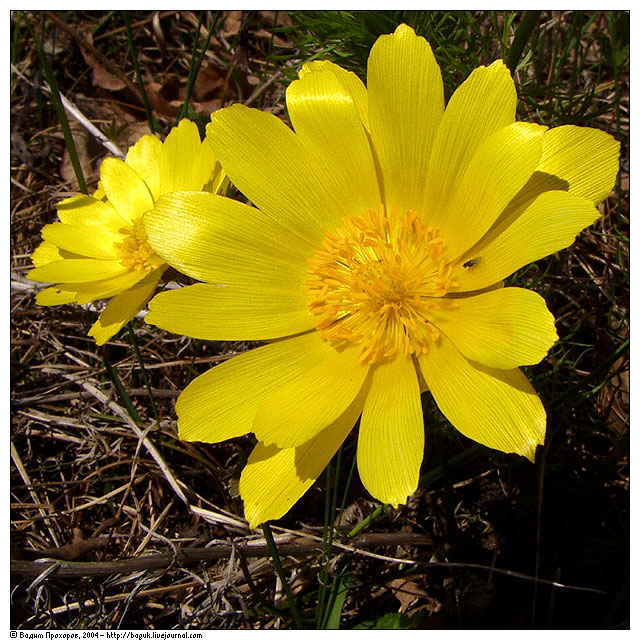 Изображение особи Adonis vernalis.