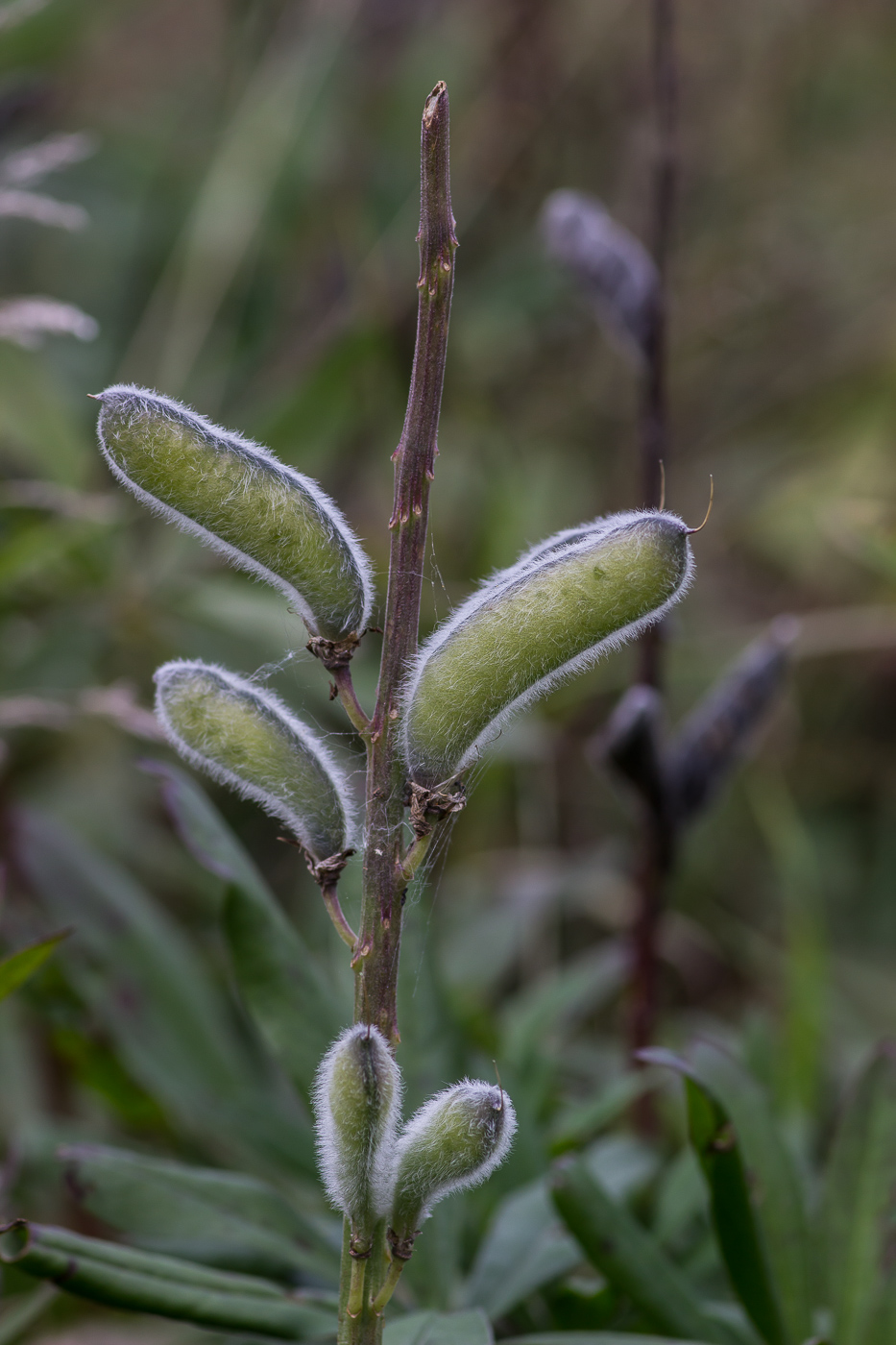 Изображение особи Lupinus polyphyllus.