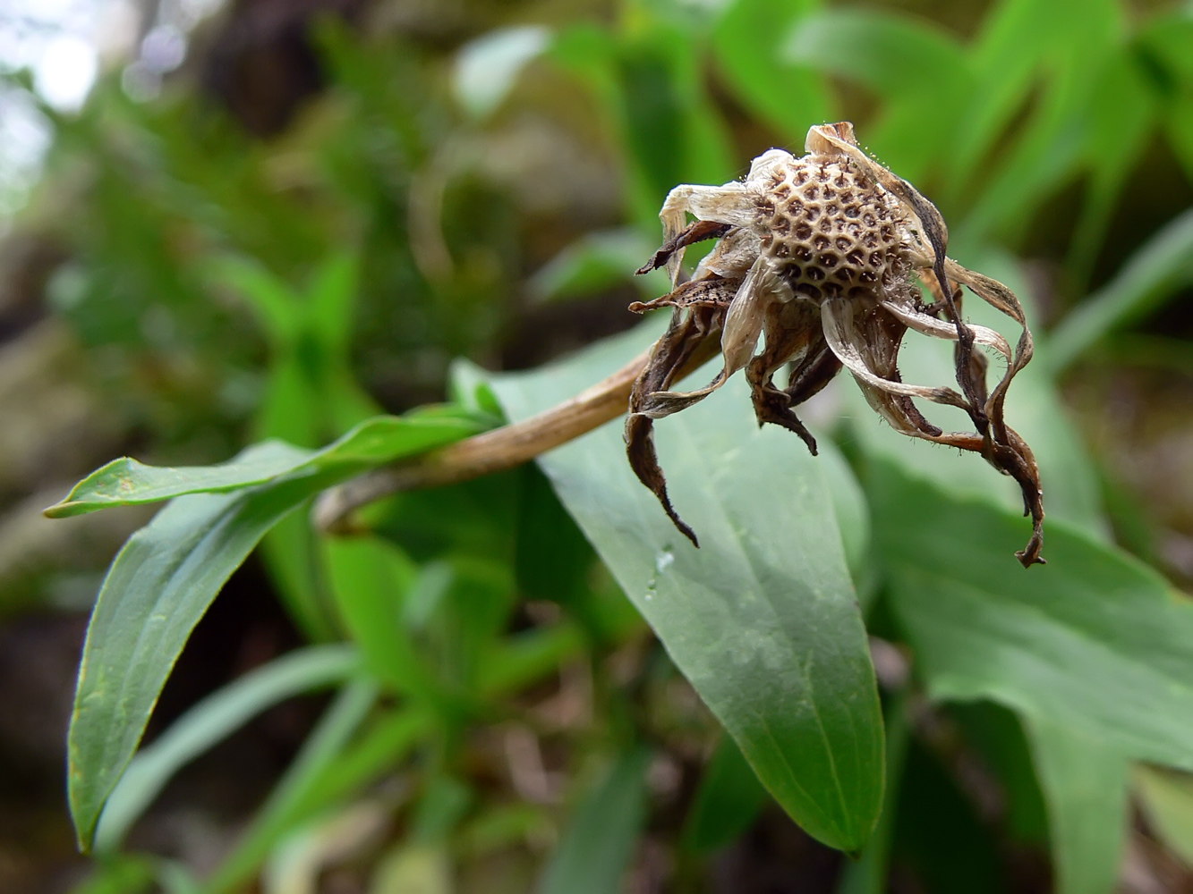 Image of Scorzonera glabra specimen.