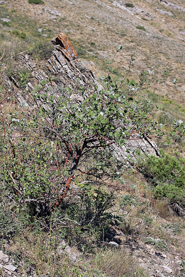 Image of Sorbus persica specimen.