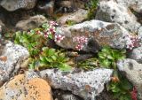 Micranthes melaleuca