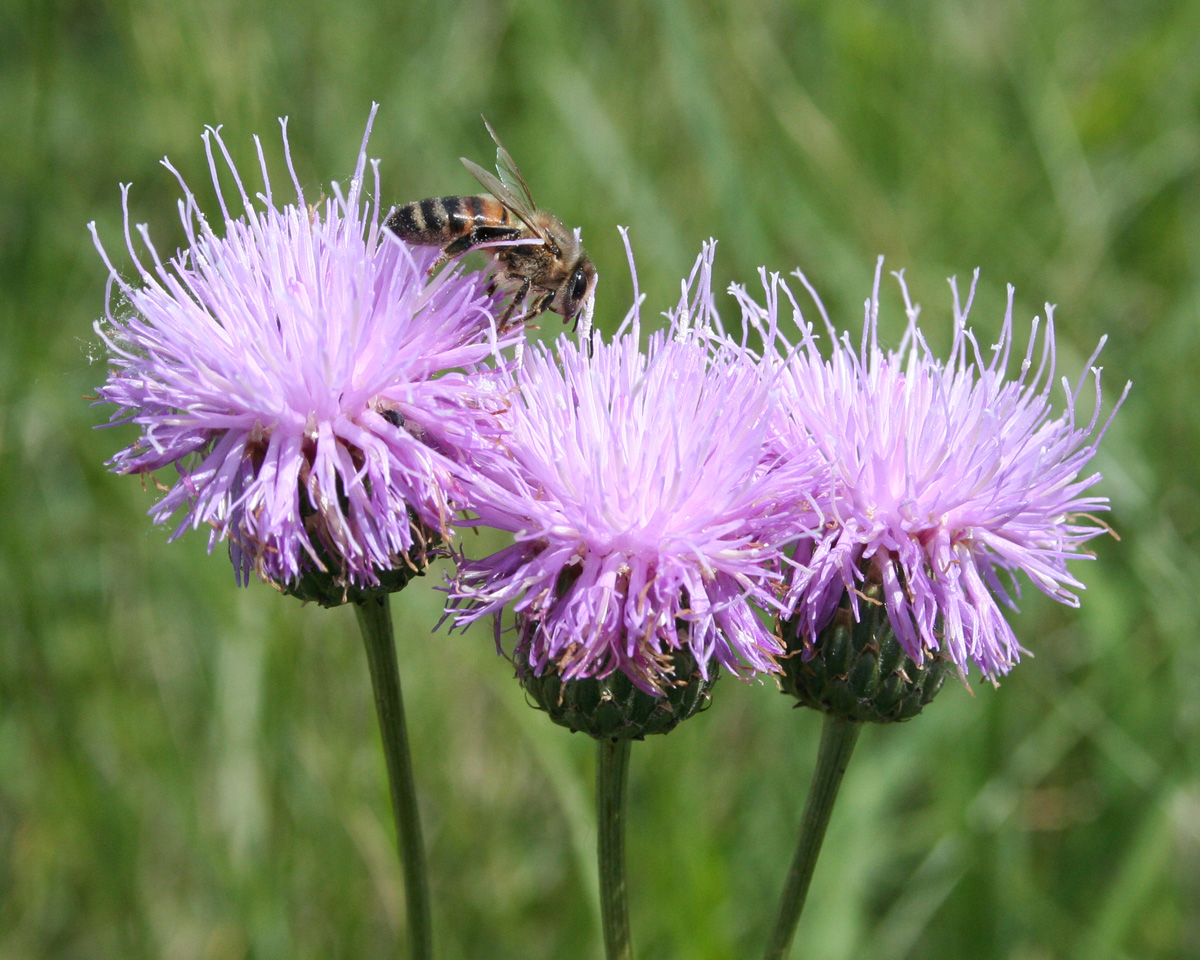 Image of Klasea marginata specimen.