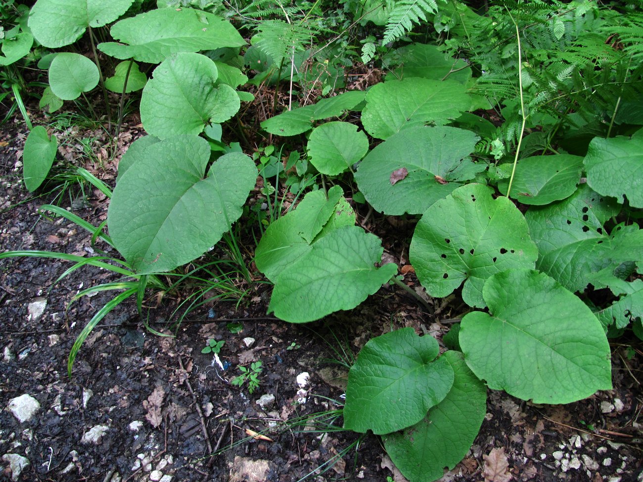 Изображение особи Trachystemon orientalis.