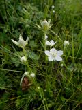 Parnassia palustris. Цветущее и плодоносящее растение. Бурятия, Баунтовский эвенкийский р-н, окр. пос. Северный, заболоченный луг. 04.08.2013.