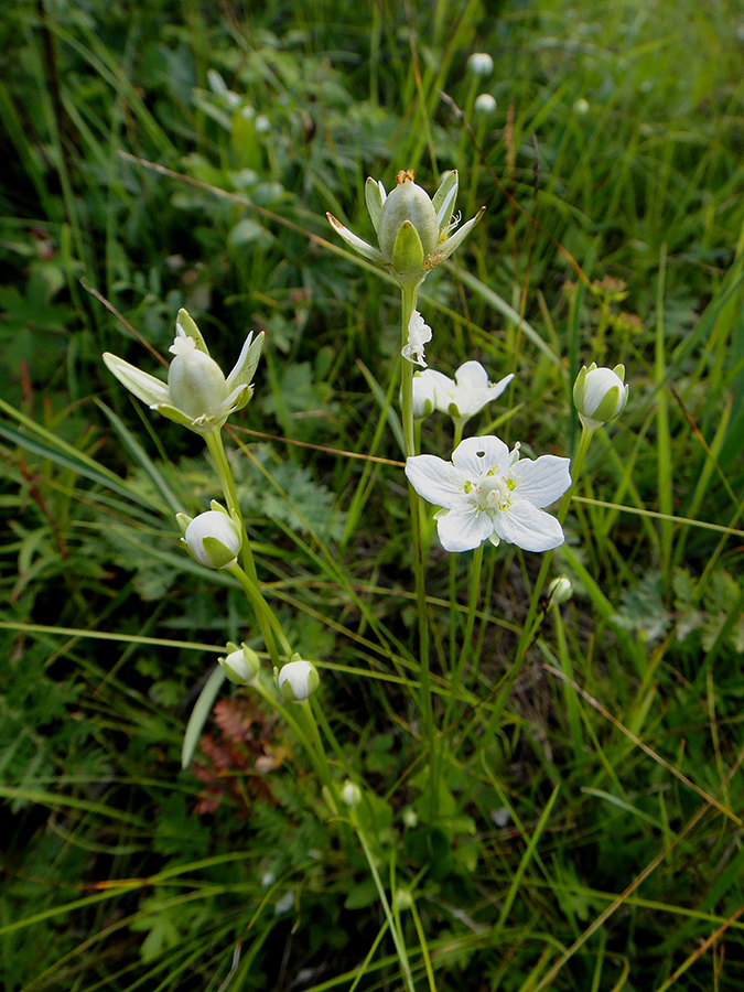 Изображение особи Parnassia palustris.