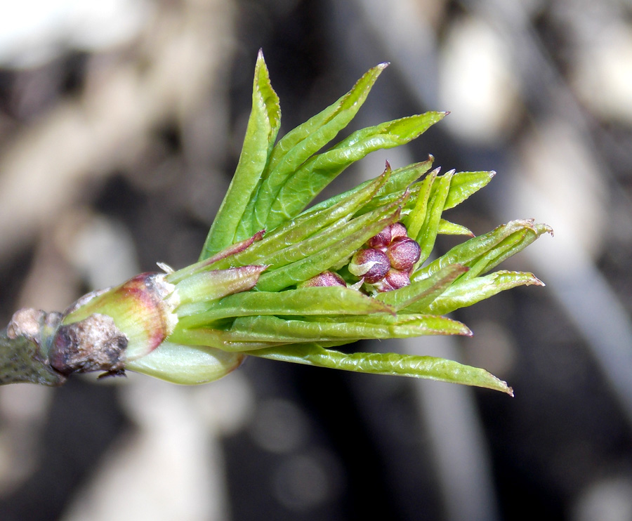 Image of Staphylea pinnata specimen.