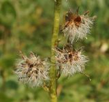 Ligularia altaica