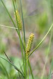 Carex rostrata. Часть побега с соцветиями. Ленинградская обл., Ломоносовский р-н, долина р. Шингарка, сфагновое болото. 05.07.2015.