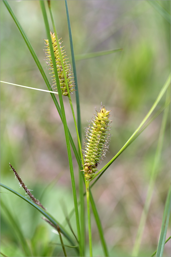 Изображение особи Carex rostrata.