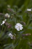 Melandrium latifolium