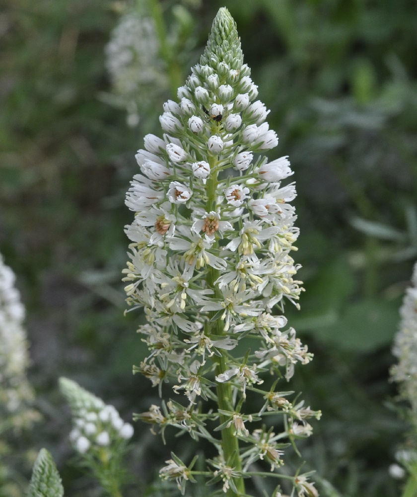 Image of Reseda alba specimen.