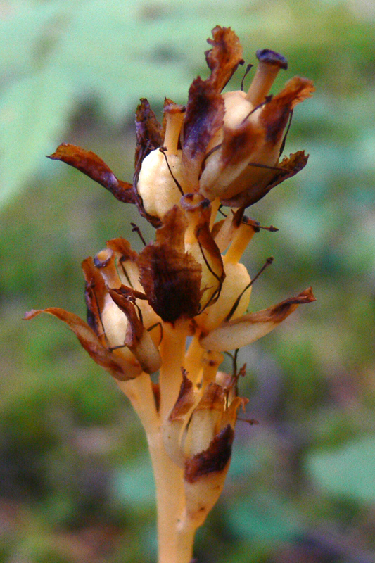 Image of Hypopitys monotropa specimen.