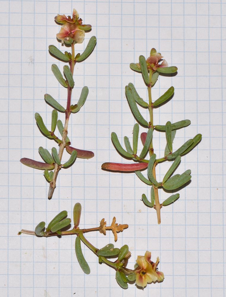 Image of Salsola divaricata specimen.