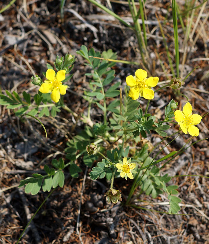 Image of Potentilla semiglabra specimen.