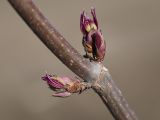 Sambucus sibirica