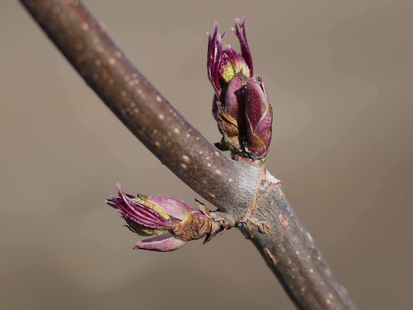 Изображение особи Sambucus sibirica.