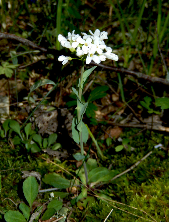 Image of Noccaea macrantha specimen.