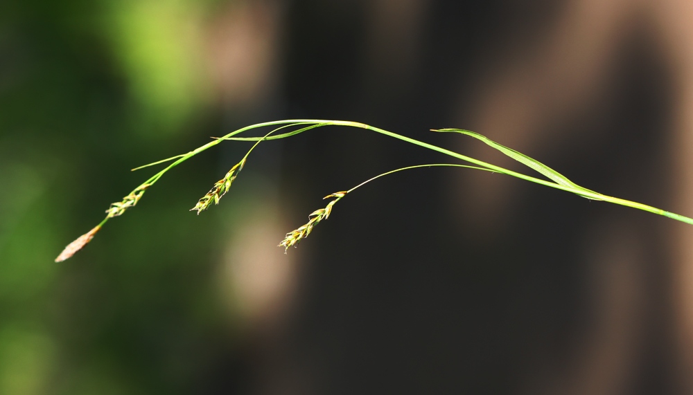 Image of Carex tenuiformis specimen.