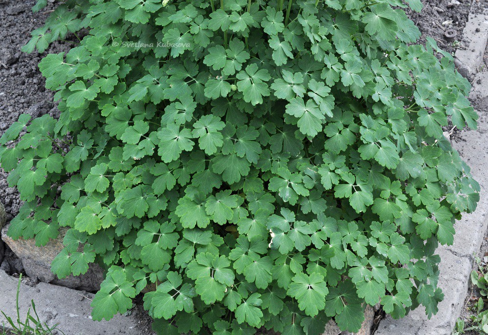 Image of Aquilegia vulgaris specimen.