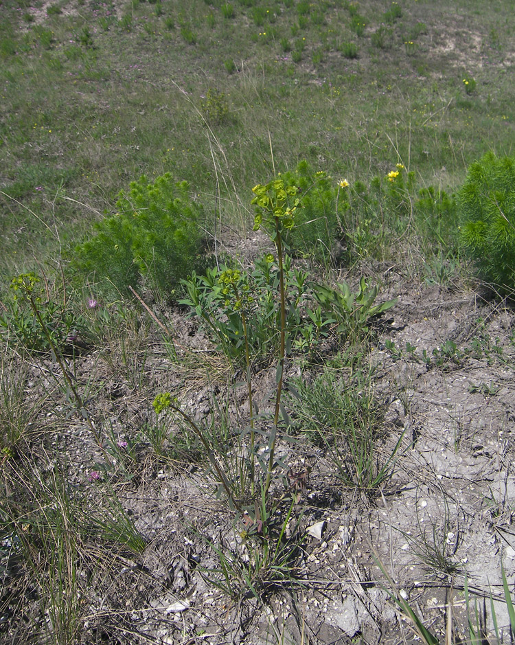 Image of Euphorbia subtilis specimen.