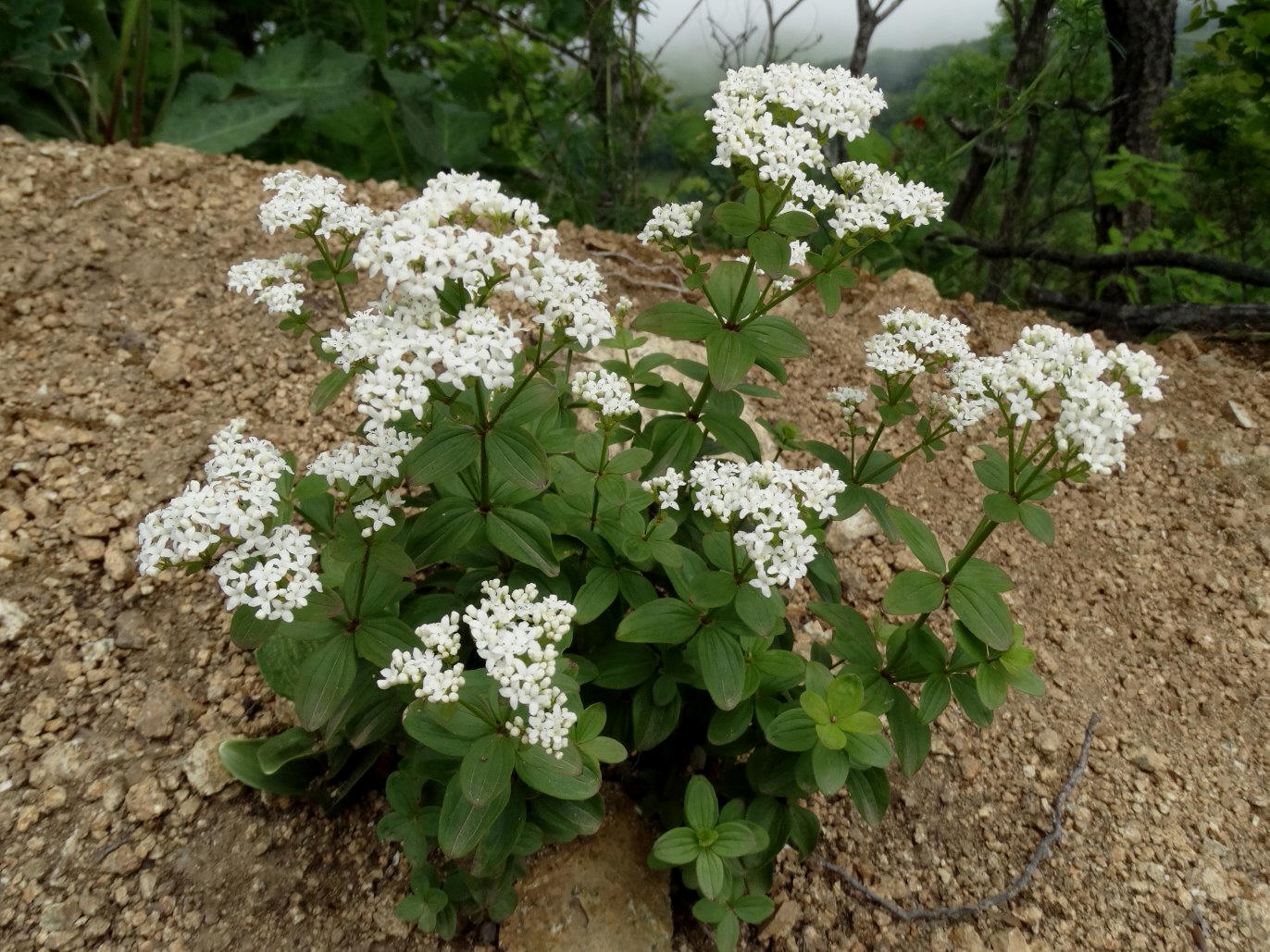 Изображение особи Galium platygalium.