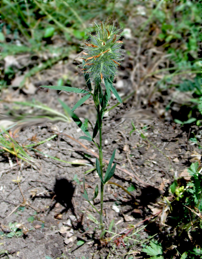 Image of Trifolium angustifolium specimen.