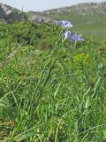 Linum jailicola. Цветущие растения. Горный Крым, верхнее плато массива Чатыр-Даг. 20.06.2016.