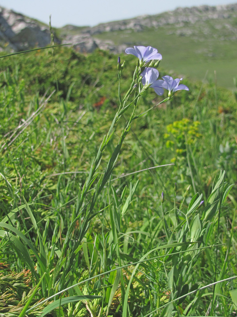 Изображение особи Linum jailicola.