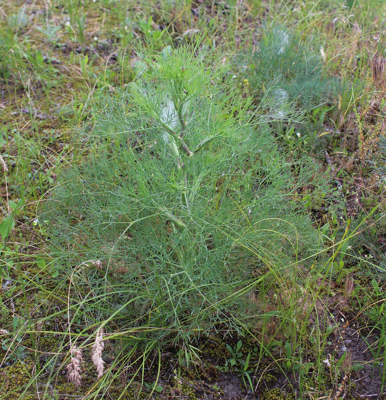 Image of Seseli arenarium specimen.