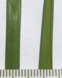 genus &times; Festulolium