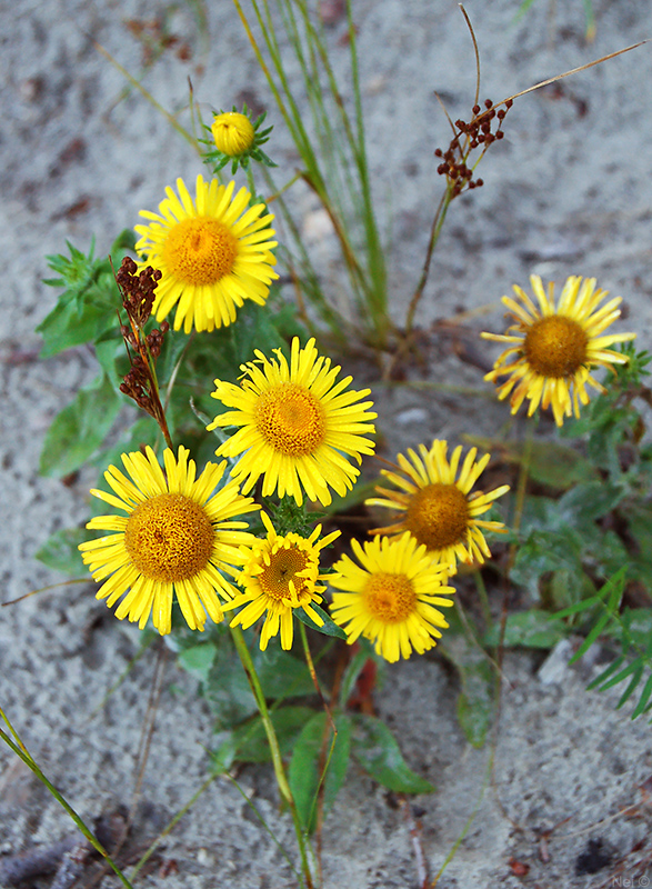 Image of Inula britannica specimen.