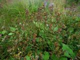 род Rhinanthus
