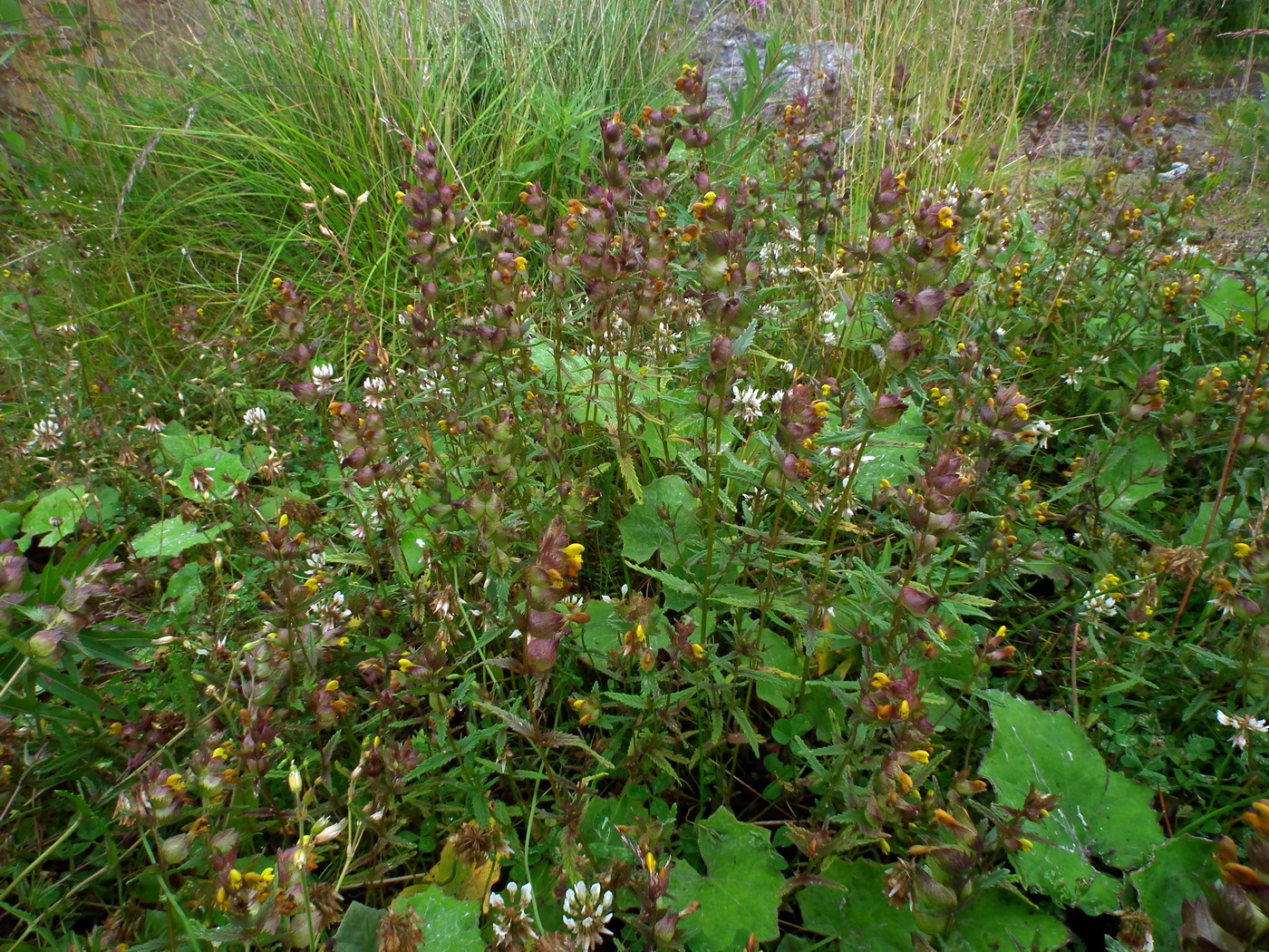 Image of genus Rhinanthus specimen.