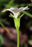 Parnassia laxmannii. Цветок (вид сбоку). Узбекистан, Ташкентская обл., зап. отроги Чаткальского хр., гора Бол. Чимган, ущ. Аксая, влажный склон у ручья. 16.07.2016.