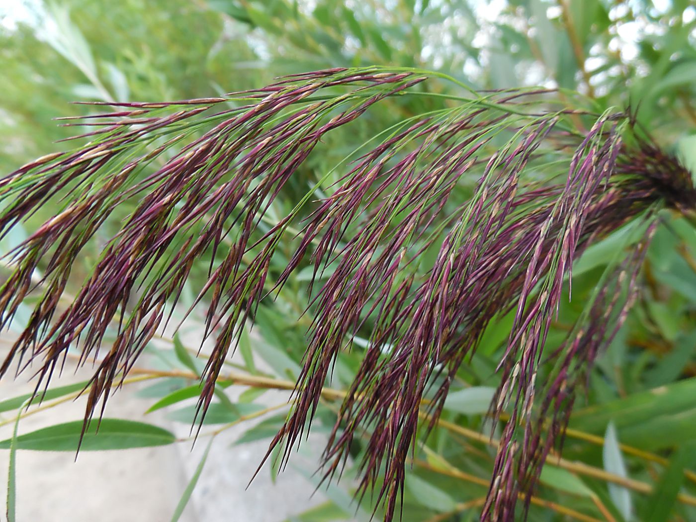 Изображение особи Phragmites australis.