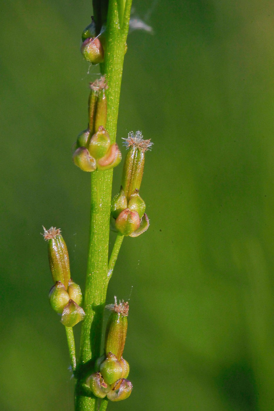 Image of Triglochin palustris specimen.