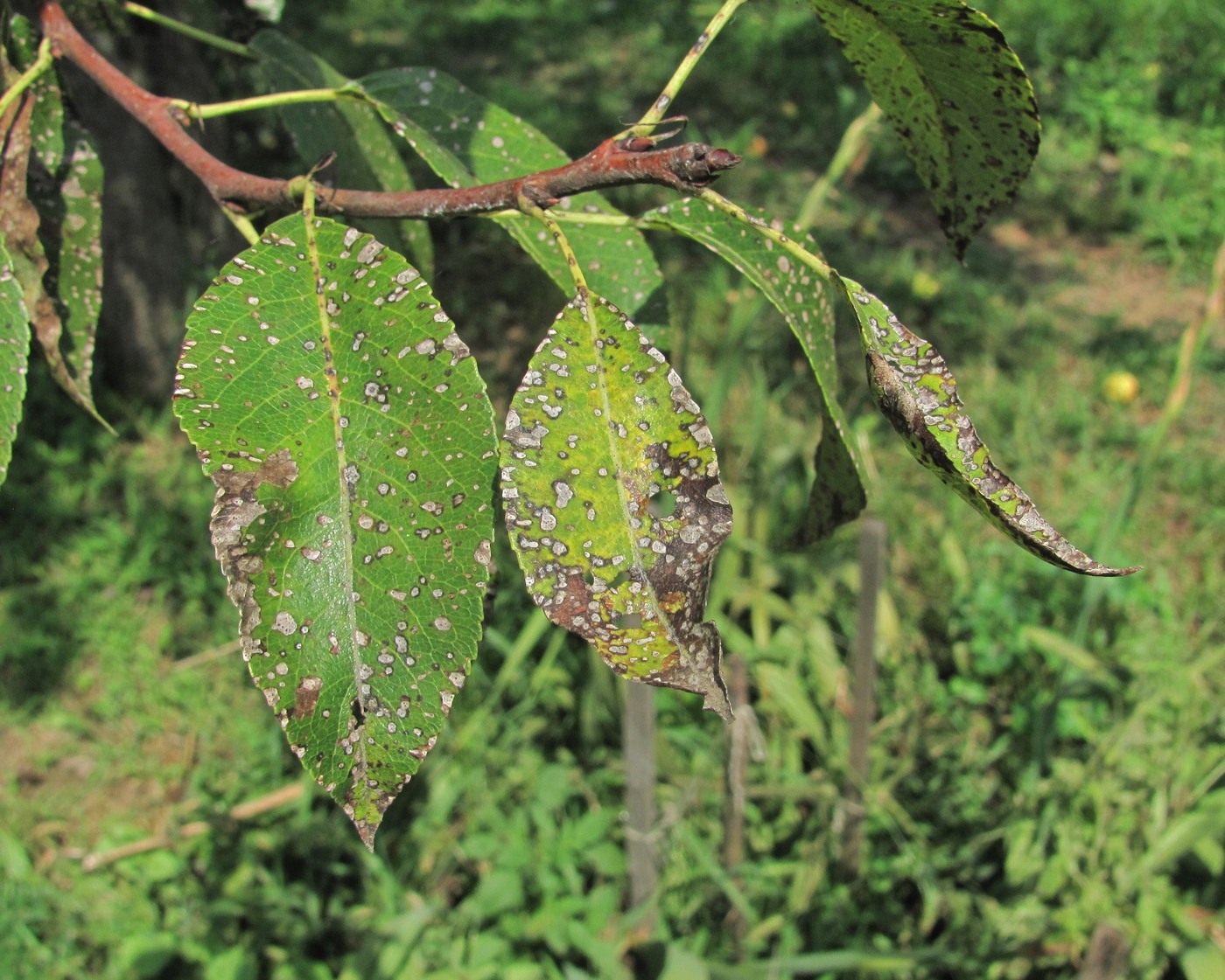 Image of Pyrus communis specimen.