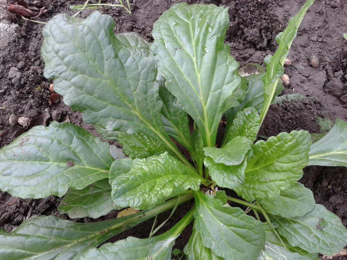 Image of Ajuga reptans specimen.