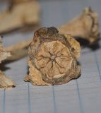 Malephora crocea. Невскрывшийся плод. Израиль, Шарон, г. Герцлия, пос. Ноф Ям, высокий берег Средиземного моря, кромка обрыва к морю. 31.05.2015.