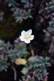 Parnassia palustris