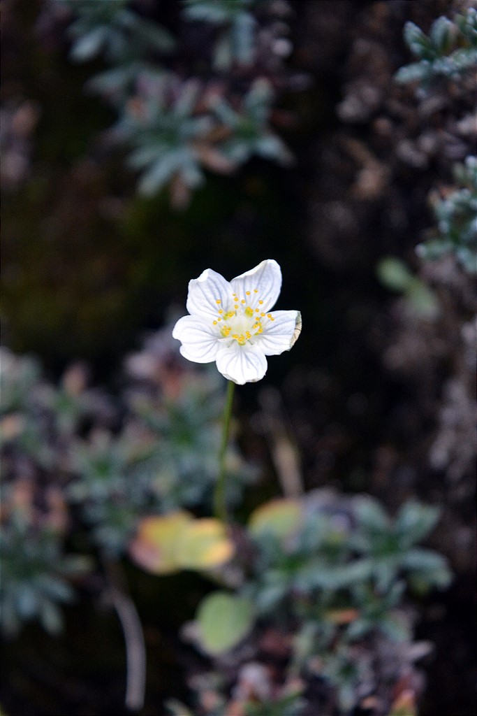 Image of Parnassia palustris specimen.