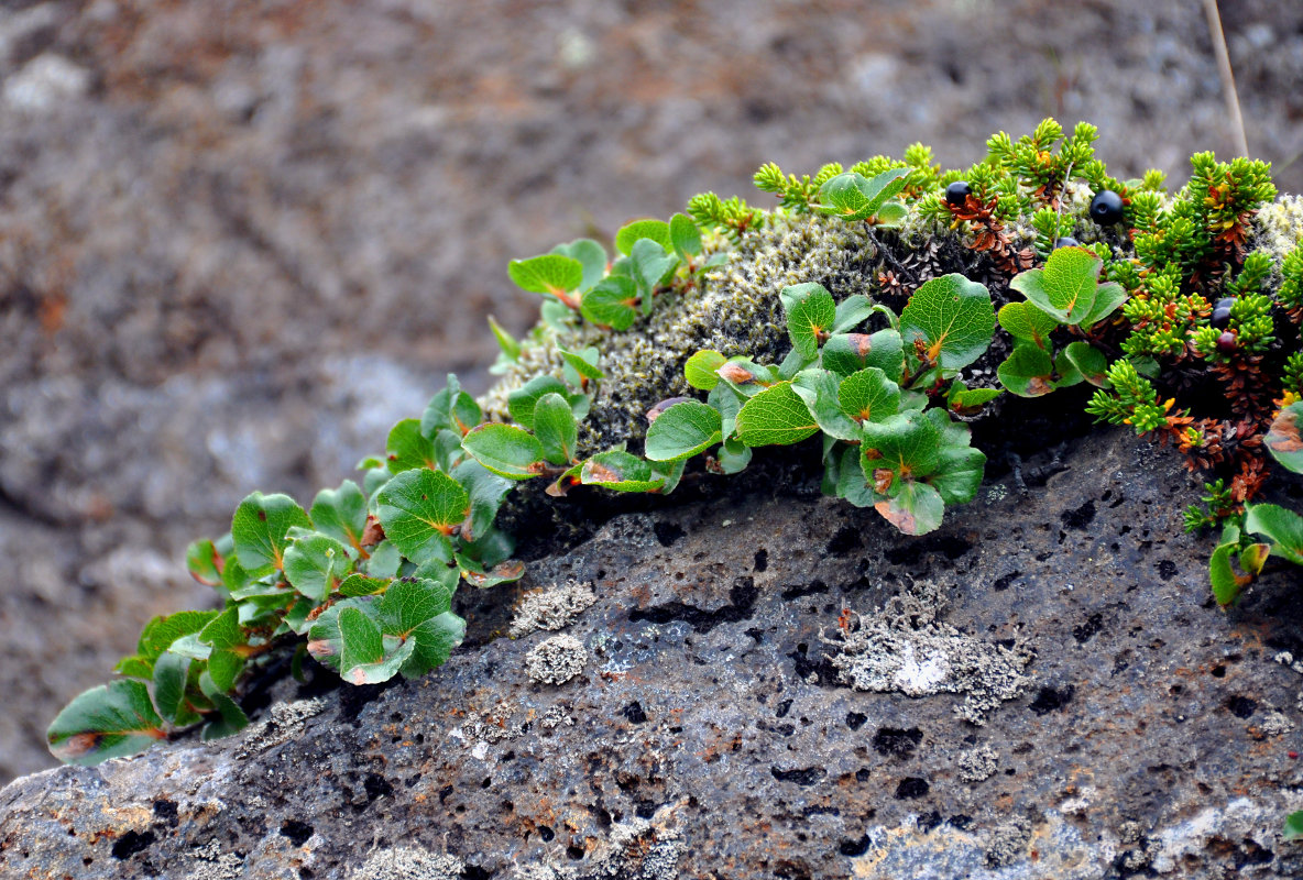 Image of Salix herbacea specimen.