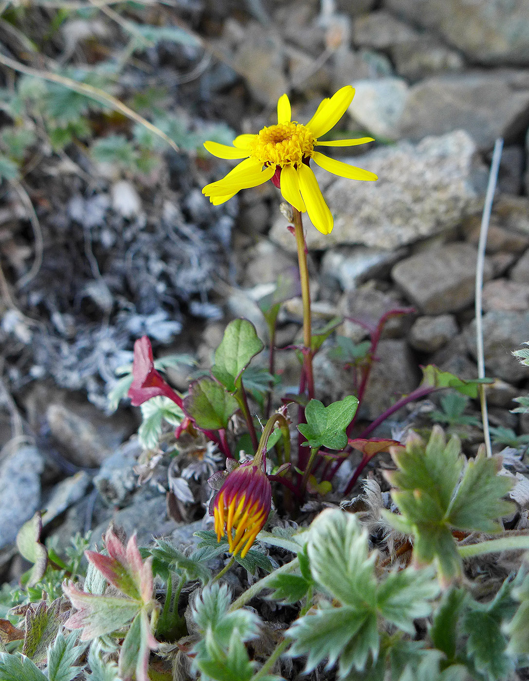 Изображение особи Tephroseris heterophylla.