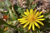 род Taraxacum