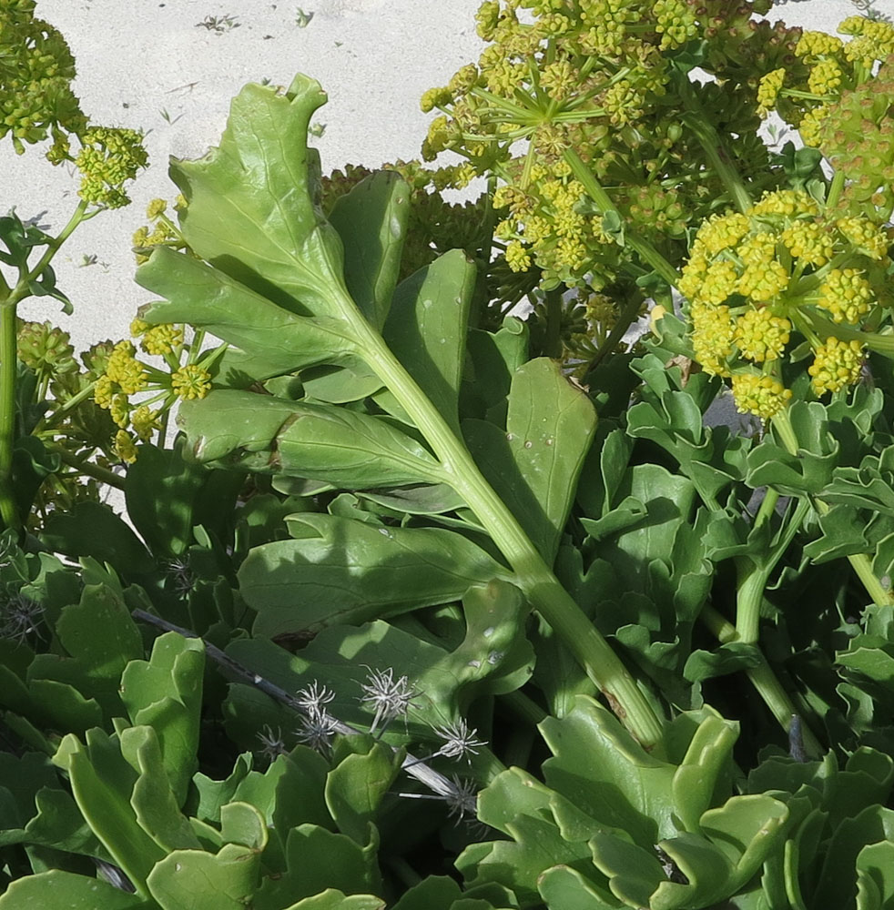Изображение особи Astydamia latifolia.