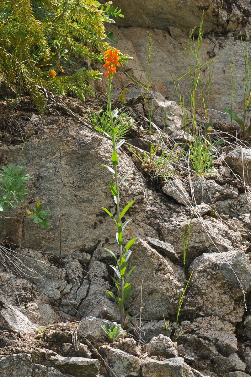 Изображение особи Erysimum croceum.